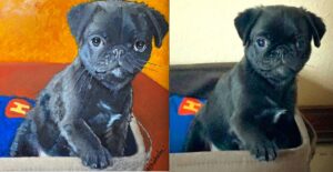 Portrait of a black French Pug puppy, by Maryanne Chisholm