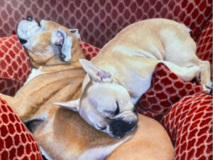 Portrait of two tan and white bulldogs dogs relaxing on a chair by Maryanne Chisholm