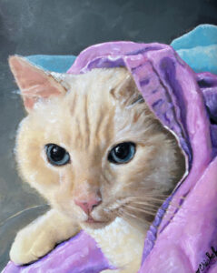 Portrait of a cream cat with purple and blue blankets