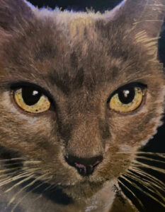 Portrait of Barbara's favorite cat