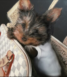 Hyper-realism portrait of a Yorkie in a handbag by Maryanne Chisholm