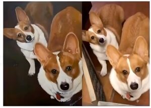 Portrait of two corgis by artist Maryanne Chisholm