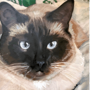 Portrait of a blue eyed Siamese cat