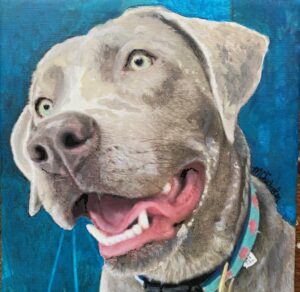 Portrait of a Weimaraner mix, a beautiful gray dog