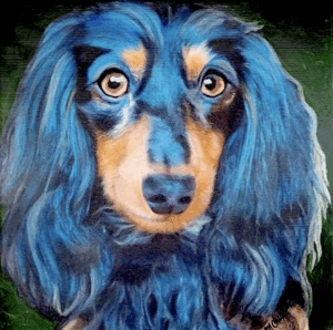 Portrait of a long haired black and gold Dachshund by artist Maryanne Chisholm