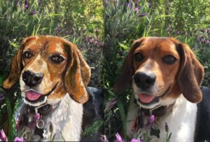 Portrait of a beagle in the garden by artist Maryanne Chisholm
