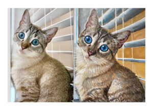 Portrait of a young tan striped cat with brilliant blue eyes