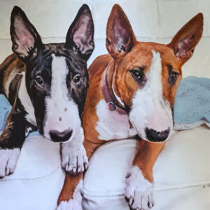 Portrait of two mini bull terriers