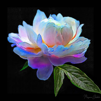 Illuminated Peony - Original Oil on Canvas